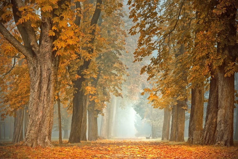 Woodland Setting